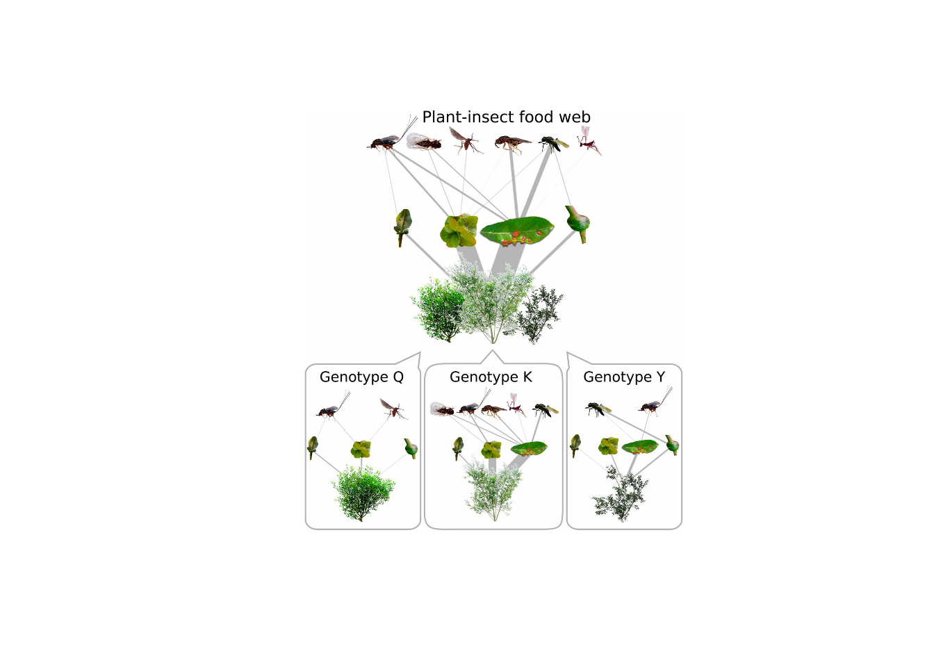 **Genetic specificity of trophic interactions in a plant–insect food web.** The species comprising the food web in this study include a host plant (coastal willow, *Salix hookeriana*), four herbivorous galling insects, and six insect parasitoids (species details in Materials and Methods of paper). The plant–insect food web consists of 16 trophic interactions (4 willow–gall and 12 gall–parasitoid) aggregated from all plant individuals sampled in this common garden experiment, whereas each genotype subweb represents the trophic interactions aggregated from all plant individuals of the corresponding genotype. We depicted three genotype subwebs (of 26) to illustrate the differences in trophic interactions associated with each willow genotype. The width of each gray segment is proportional to the number of individuals associated with each trophic interaction. Note that we scaled the width of trophic interactions to be comparable among genotype subwebs, but not between subwebs and the aggregated food web, to emphasize the differences among subwebs.